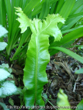 Asplenium scolopendrium 'Digitata christata'