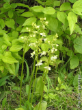Platanthera_Waldhyazinthe.jpg
