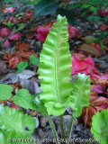 Phyllitis scolopendrium 'Crispa Molly Gr