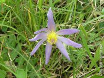 Pulsatilla vulgaris
