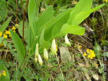 Polygonatum odoratum