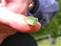 Blattwanze