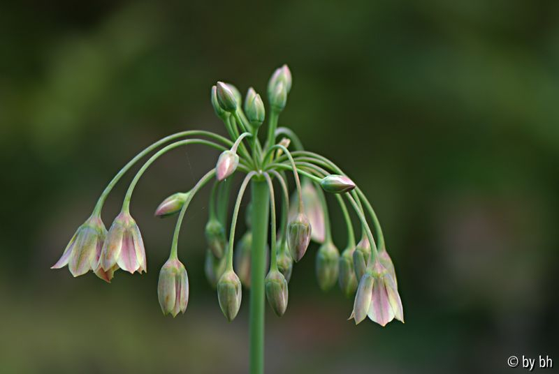 Nectaroscordum