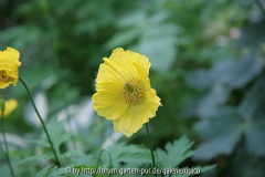 Meconopsis cambricaIMG_2254jpg.jpg