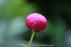 Paeonia x smoouthii IMG_2248jpg.jpg