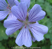 Geranium 'Stephanie'