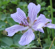 Geranium 'Tcschelda'