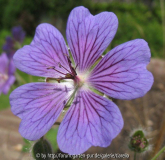 Geranium 'Terre Franch'