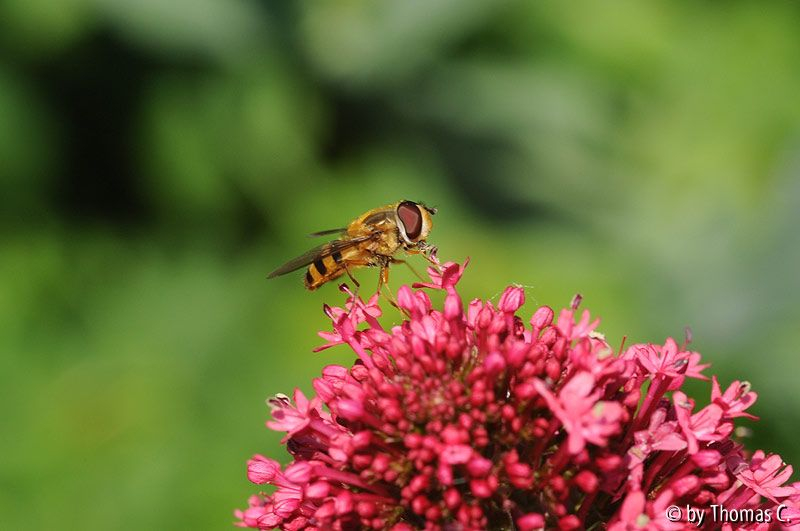 Schwebefliege auf Rot