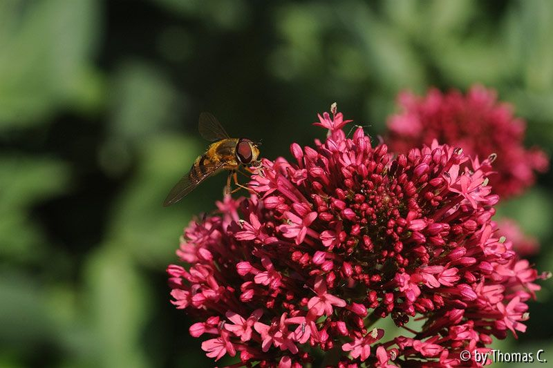Schwebefliege auf Rot 1