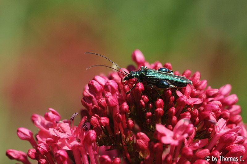 Grüner Käfer auf Rot