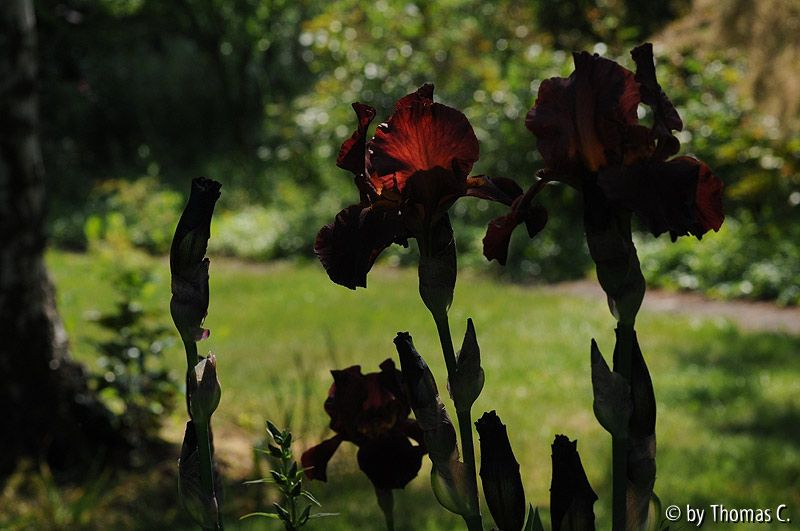Lilienfarben 2