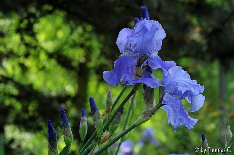 Lilienfarben 1