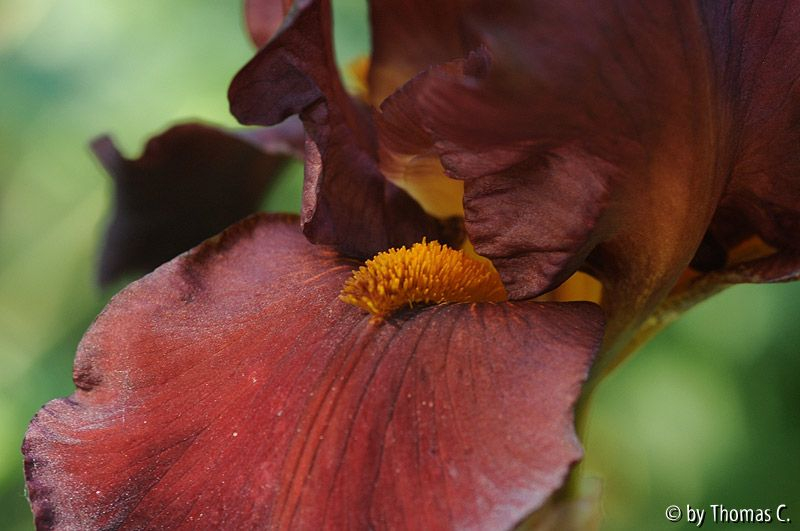 Lilienfarben 3
