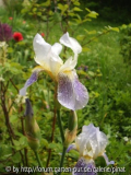 Iris squalens