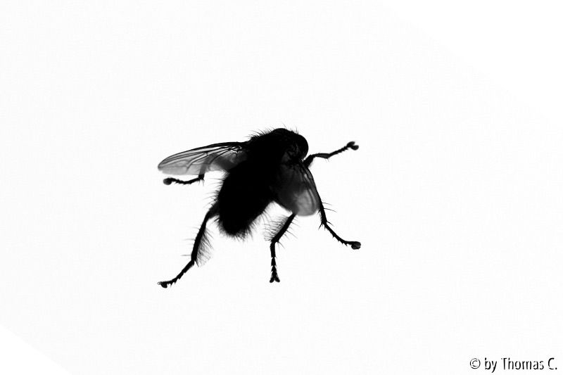 Fliegenschattenriß