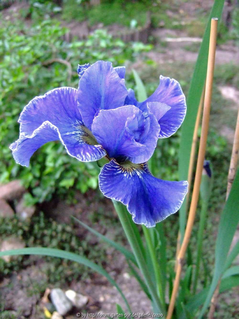 Sibirica?