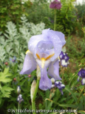 Iris hellblau