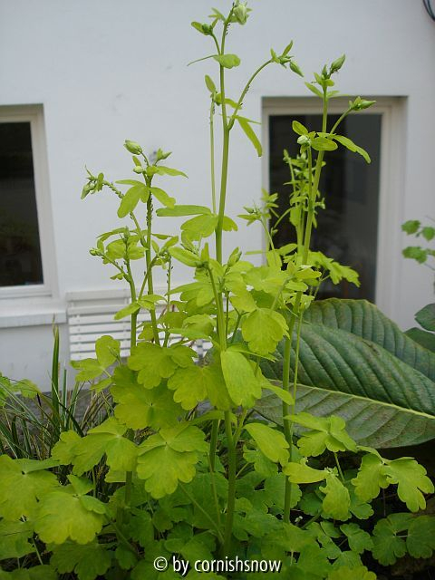 '