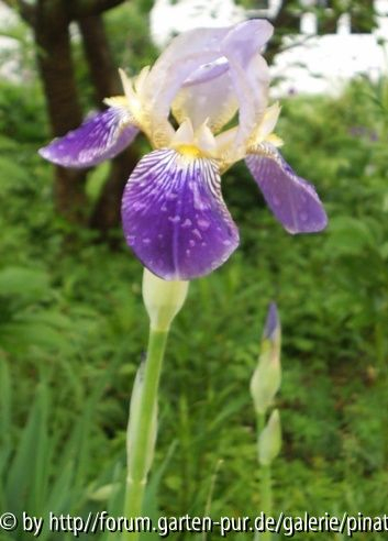 Iris