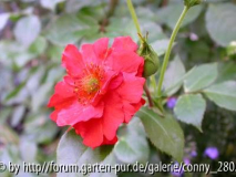 rote Blüte