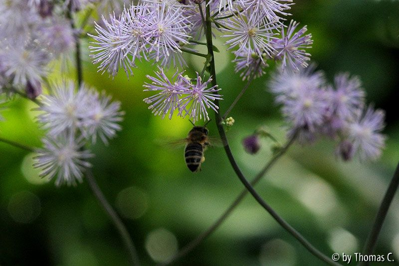 Thalictrum-Anflug 2