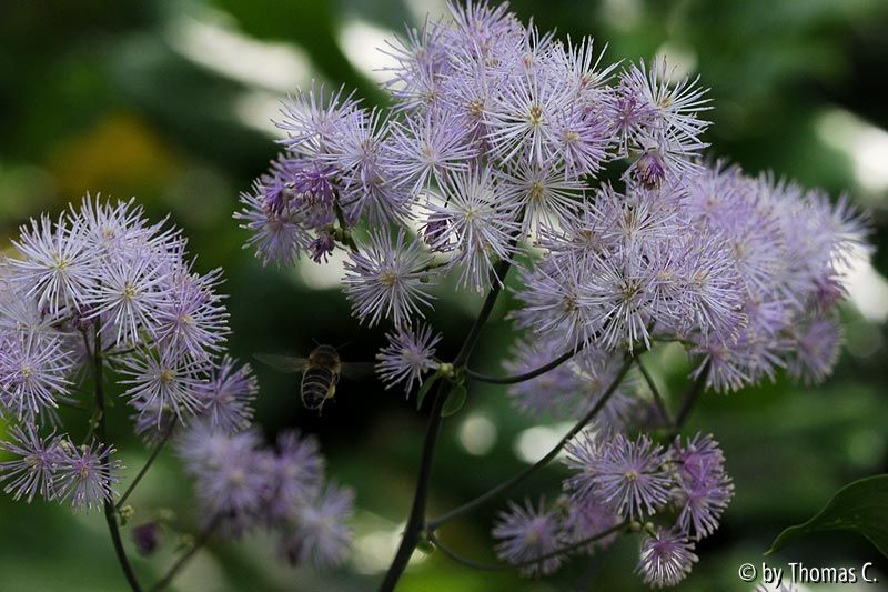 Thalictrum-Anflug 1