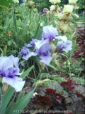 Codicil, Heuchera Palace Purple, hinen Thornbird