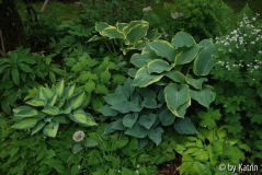 Hosta