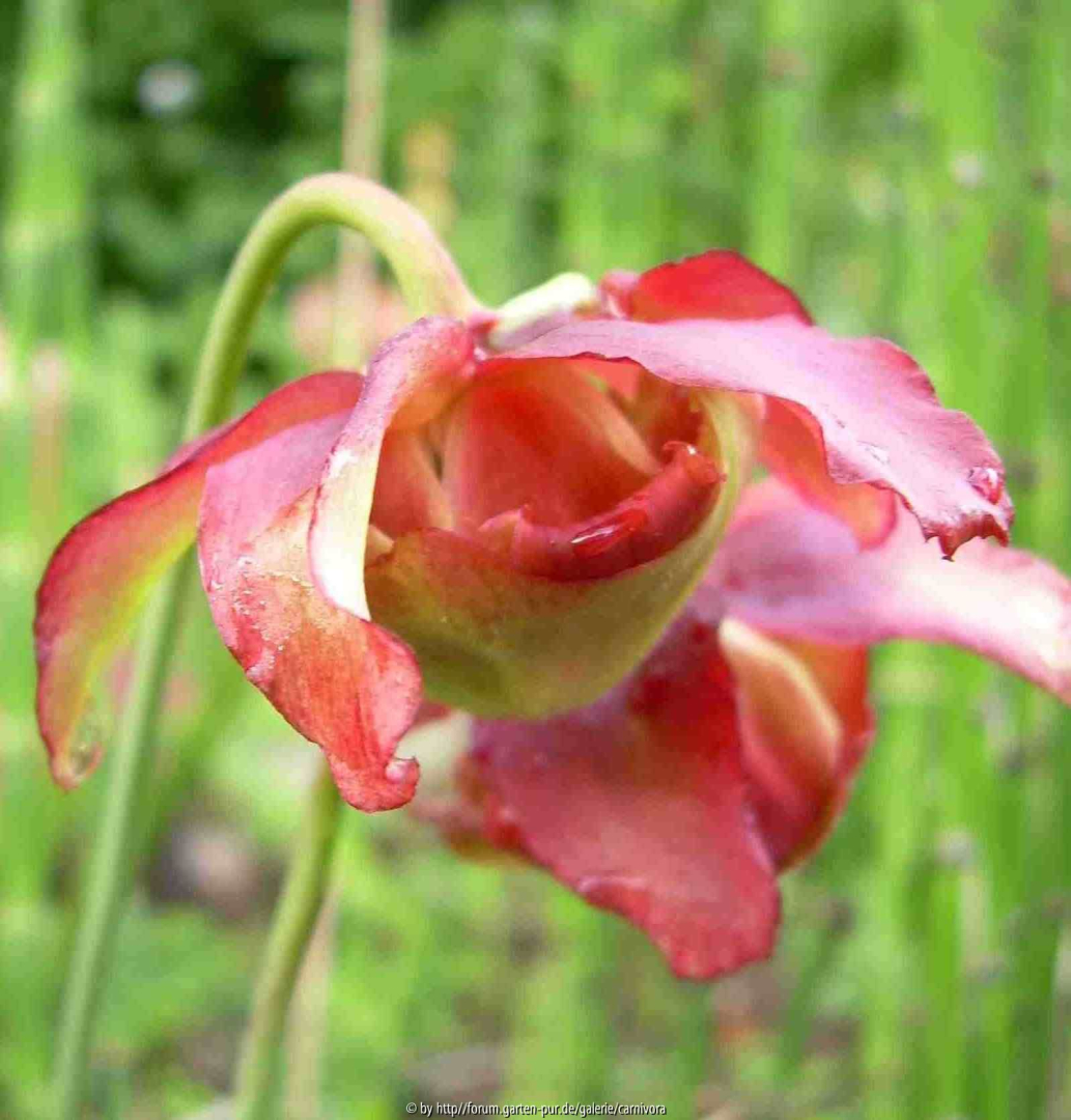 Sarracenia leucophylla Blüte