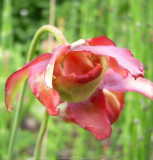 Sarracenia leucophylla Blüte