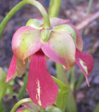 Sarracenia minor Blüte