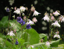blau gefüllt und blassrosa