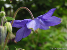 Clematis blau