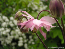 Clematis rosa