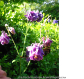 Akeleien 08 violett halbgefüllt.jpg