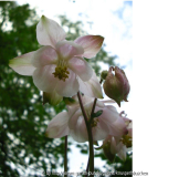 Akeleien 08 rosa weiß grün.jpg