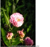 Akeleien 08 rosa puschelig.jpg