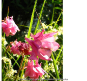 Akeleien 08 pink.jpg