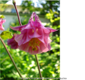 Akeleien 08 pink detail.jpg