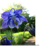 Akeleien 08 blau einfach.jpg