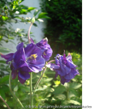 Akeleien 08 violett.jpg