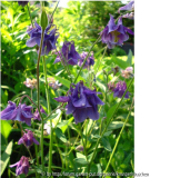 Akeleien 08 violett normal.jpg