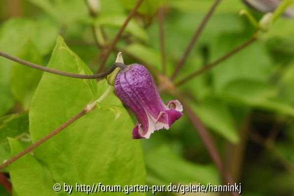 Clematis Kreuzung viorna x crispa