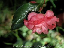 spring sonnet5/08