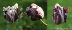 Tulpen 'Insulinde