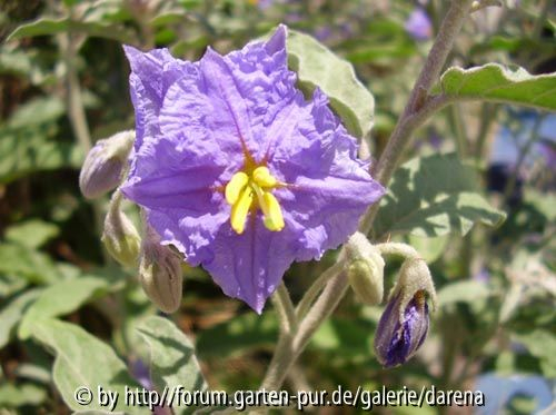 Solanum elaeagnifolium1