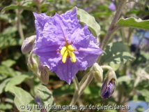 Solanum elaeagnifolium1
