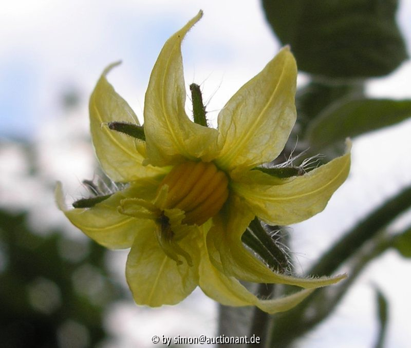 Tomatenblüte