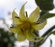 Tomatenblüte